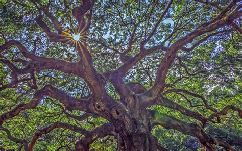 Angel Oak Tree Photography Best Wallpaper 117155 - Baltana