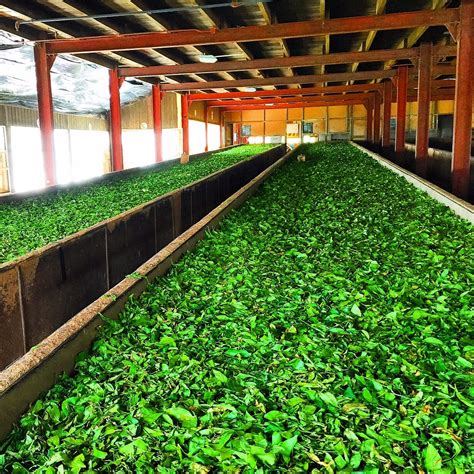 HARVESTING IMPROVING TEA QUALITY THROUGH IOT IN FERMENTATION PROCESS