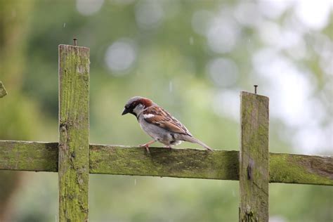 Free Images : house sparrow, bird, fence, perching, perched, passer domesticus, fauna, male ...