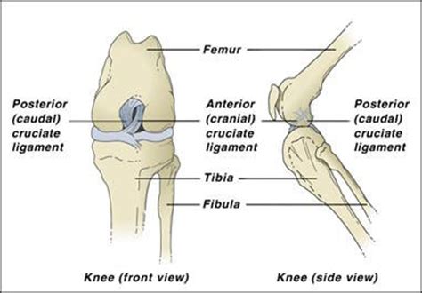 Cruciate Ligament Surgery | Dog ACL Cost & Information