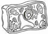 Plant Cell Coloring  Célula vegetal Dibujos De celulas Partes La sketch template