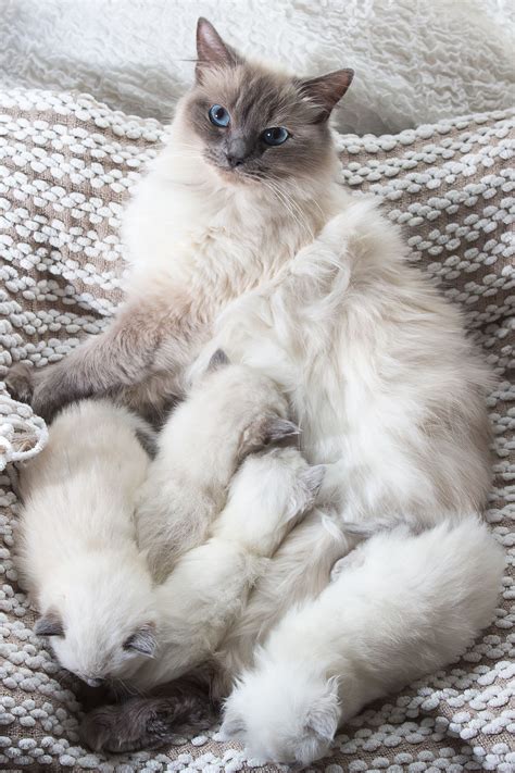 Rgdoll Kittens | Ragdoll kitten, Cat breeds, Ragdoll cat colors