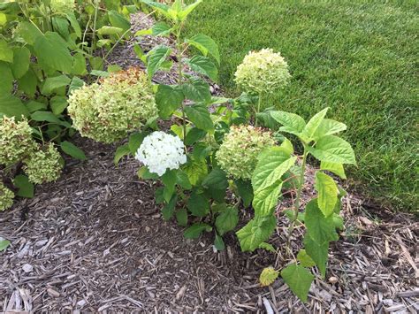 Compare Sun Burned to Fresh Annabelle Hydrangea Bloom [Backyard Neophyte Landscaping Blog]