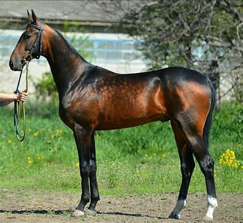 Akhal Teke - gorgeous color | Horse breeds, Akhal teke horses, Most ...