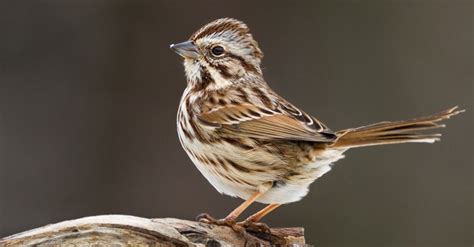 Song Sparrow | Lyric Wild Bird Food