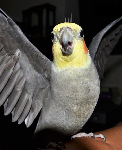 How Long Do Cockatiels Live? | All About Cockatiel Lifespan - Psittacology