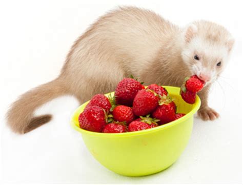 Pet Ferret Food, Treats, Diet & Nutrition