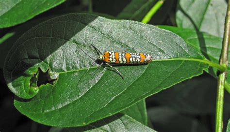 Atteva aurea (Ailanthus webworm moth) (Newark, Ohio, USA) … | Flickr