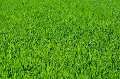 Seven Free Grass Textures or Lawn Background Images www