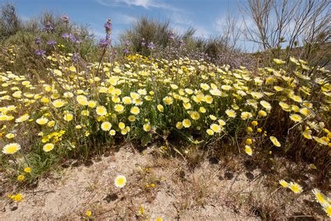 Rare Superbloom Covers Carrizo Plain National Monument in Wildflowers — The | Corsair