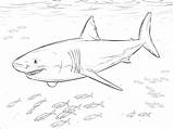 Shark Coloring Pages  ColoringBay sketch template