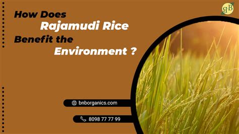 How does Rajamudi Rice benefit the environment? – B&B Organics