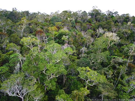 Reforestation in Madagascar by funded by Aqua-Firma Lemurs Golden Mantella Frogs and New ...