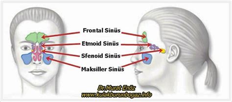 Antibiotics for maxillary sinus infection