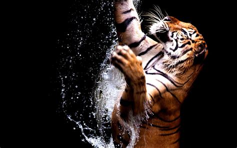 8K Tiger UHD Wallpapers - Top Free 8K Tiger UHD Backgrounds ...