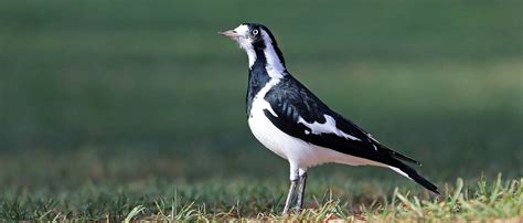 AUSTRALASIAN Temperate Freshwater birds