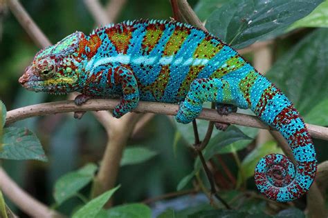 Symbolic Chameleon Meanings on Whats-Your-Sign