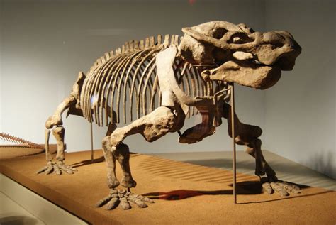 Aulacephalodon peavoti, Permian dicynodont from the Karoo, South Africa ...