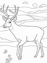 Free Printable Deer Coloring Pages For Kids sketch template