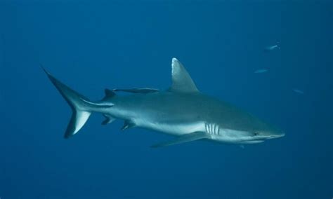 Grey Reef Shark – "OCEAN TREASURES" Memorial Library