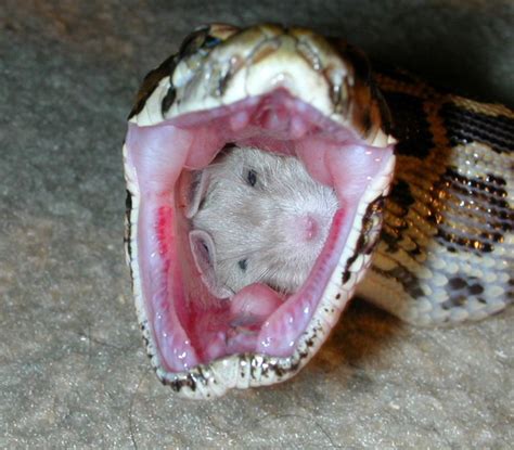 Nasty Snake Pictures - Nairaland / General - Nigeria