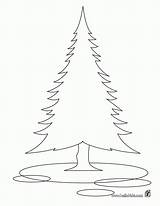 Pine Coloring Tree Ponderosa Pages Printable Trees Color Realistic  sketch template