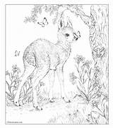 Free For You Here Are Some Coloring Pictures Have My  sketch template