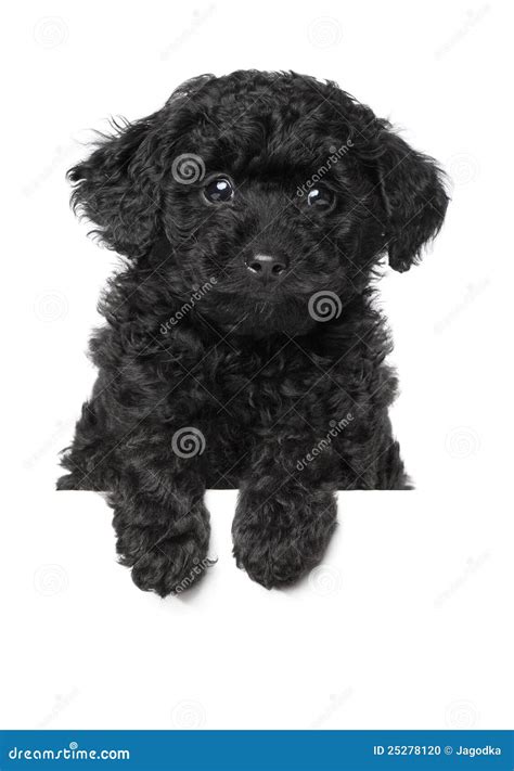 Black Poodle Puppy Stock Photo - Image: 25278120