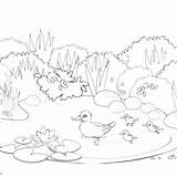 Pond Coloring Pages  Free Printable sketch template