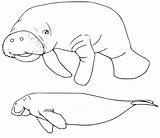Florida Manatee Coloring Page  Free Printable Coloring Pages For Kids sketch template