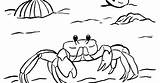 Ghost Crab Drawing sketch template