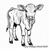 Calf Coloring Pages  Free & Printable sketch template
