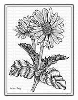 Gerber Daisy Coloring Pages sketch template