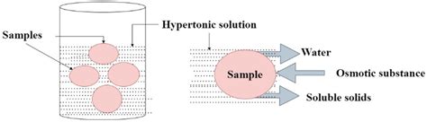 Schematic diagram for osmotic dehydration | Download Scientific Diagram