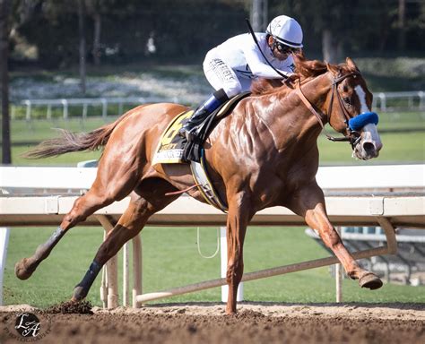 Justify | Race horse breeds, Pretty horses, Thoroughbred racehorse