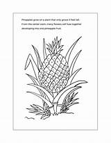 Pineapple Coloring Pages – Printable FREE sketch template