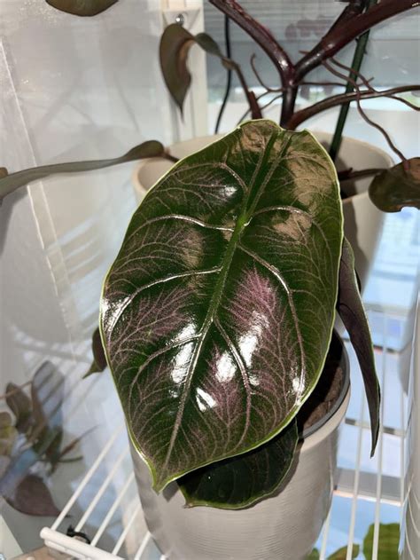 I really like plants with dark leafs 🥵 : r/houseplants