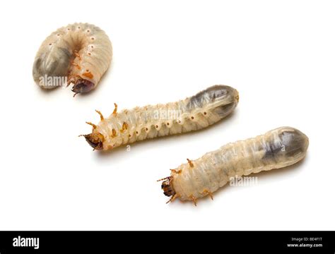 Three Green June Beetle larvae (Cotinis nitada (Linnaeus Stock Photo ...