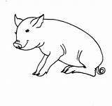 Sitting Pig coloring Page  Download Print Or Color Online For Free sketch template
