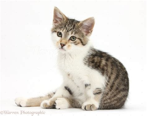 Tabby-and-white kitten sitting photo - WP38660