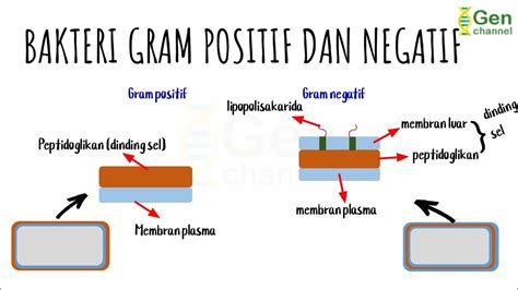 Bakteri Gram Positif dan Gram Negatif - YouTube