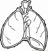 Lungs Coloring Page At GetColoringscom  Free Printable Colorings sketch template