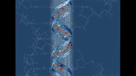 DNA Structure HD Animation - YouTube