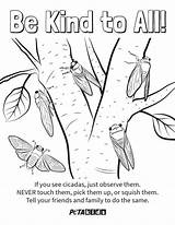 Show Cicadas Kindness With This Free Coloring Sheet  PETA Kids sketch template
