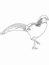 Pheasant coloring pages sketch template