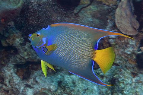 Queen Angelfish On Tropical Coral Reef by Jeff Hunter