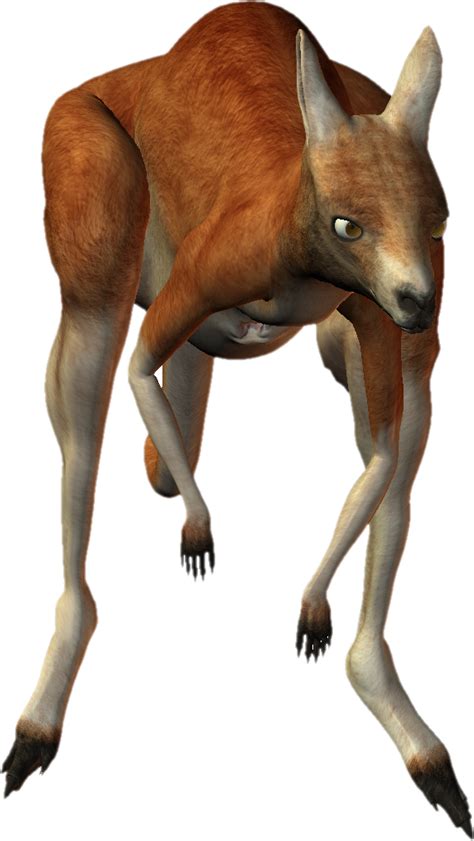 Kangaroo PNG