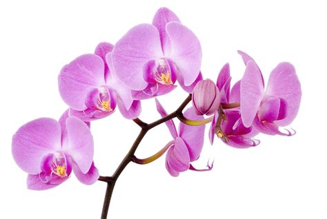 Orchid clipart orkid, Orchid orkid Transparent FREE for download on WebStockReview 2024