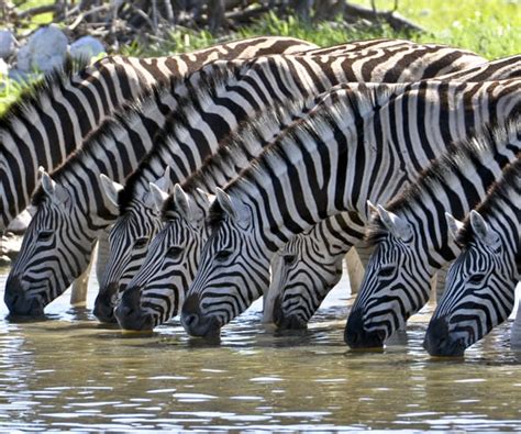 Stripes on Zebra Don't Really Help With Camouflaging Against Predators | Newsmax.com