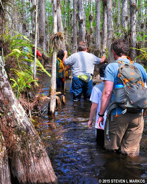 Big Cypress National Preserve | BIG CYPRESS DISCOVERY HIKES